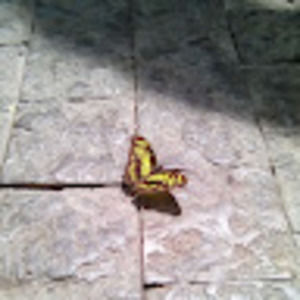 Meet your Posher, Violet